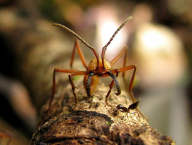 Eciton vs. Crematogaster (Hymenoptera: Formicidae; Francouzská Guyana)